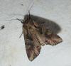 Lacanobia suasa
